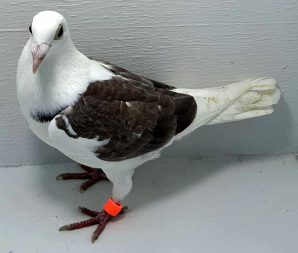 Band: AU 41437 AA 2025